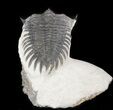 Delocare (Saharops) Trilobite - Bou Lachrhal, Morocco #45586-3